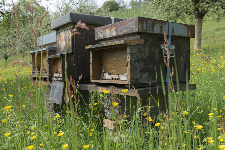 bienen