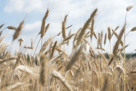 getreide feld sommer 2