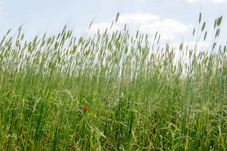 getreide feld sommer grün