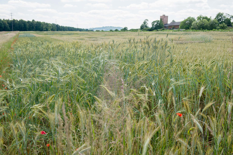 getreide hof