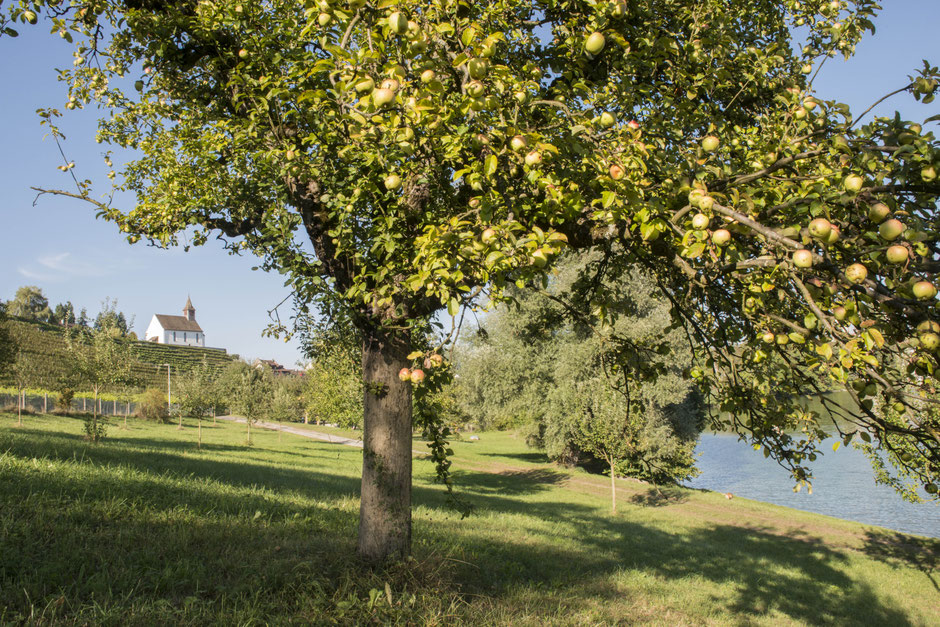 obstgarten apfelbaum