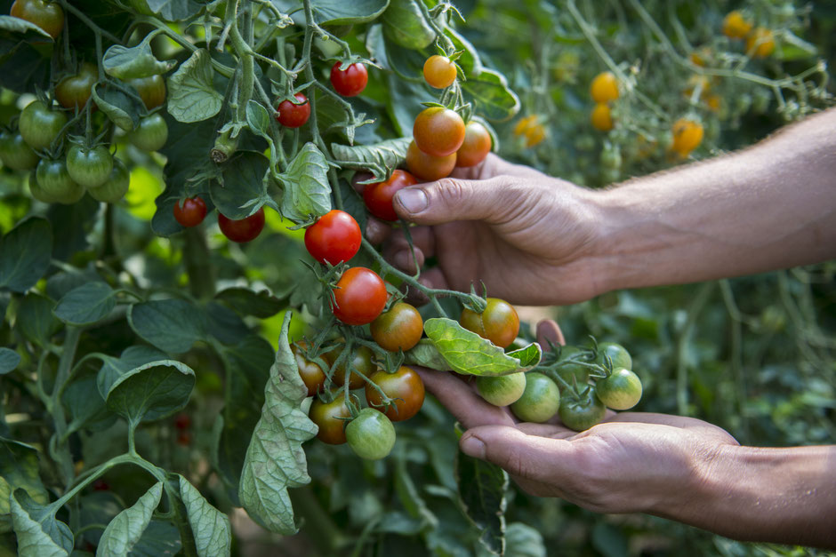 sativa tomaten