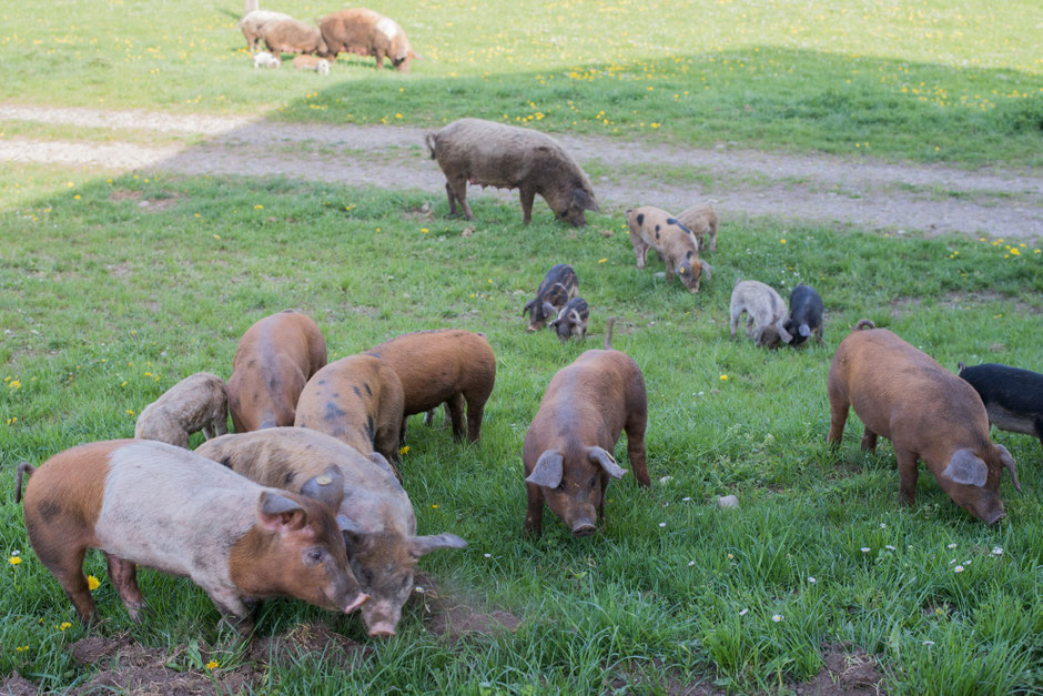 schwein feld