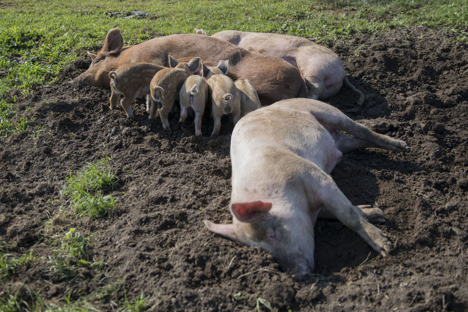 schwein suuhle