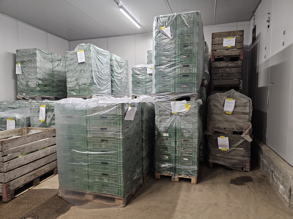 Grüne Kisten, gefüllt mit Gemüse, stapeln sich auf  Paletten im Kühlhraum, eingepackt in Plastik. Neben den Kisten stehen Paloxen aus Holz gestapelt bis unter die Decke.
