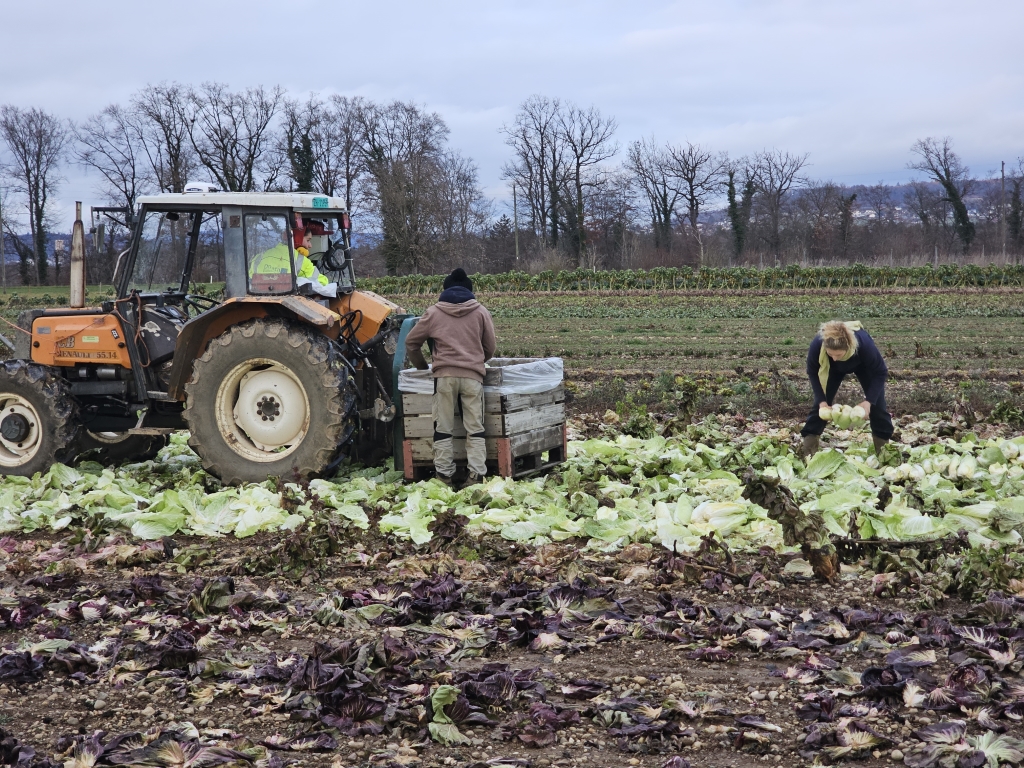 Das Gemüseteam lädt Zuckerhut in eine Paloxe an einem Traktor auf dem Gemüsefeld.