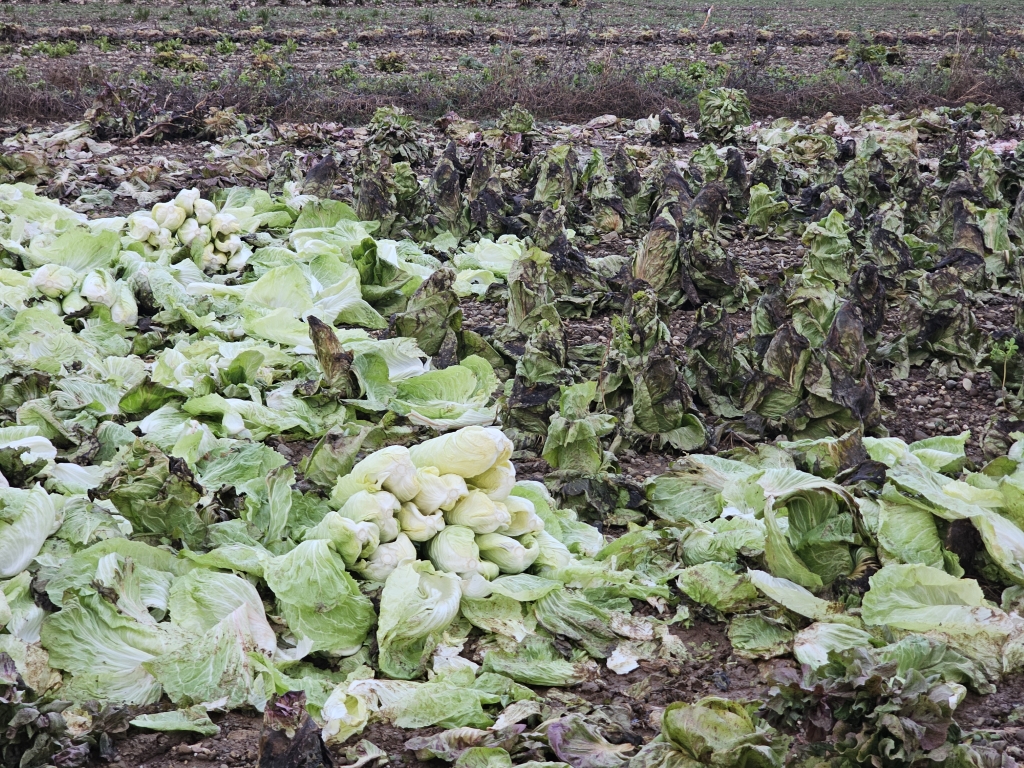 Links das abgeerntete Zuckerhut feld, hell und frisch, grün mit einigen gestapelten Salaten. Rechts ist das noch ungeerntete Feld zu sehen, braun und fahl, mit den äusseren Blättern vom Frost beschädigt.