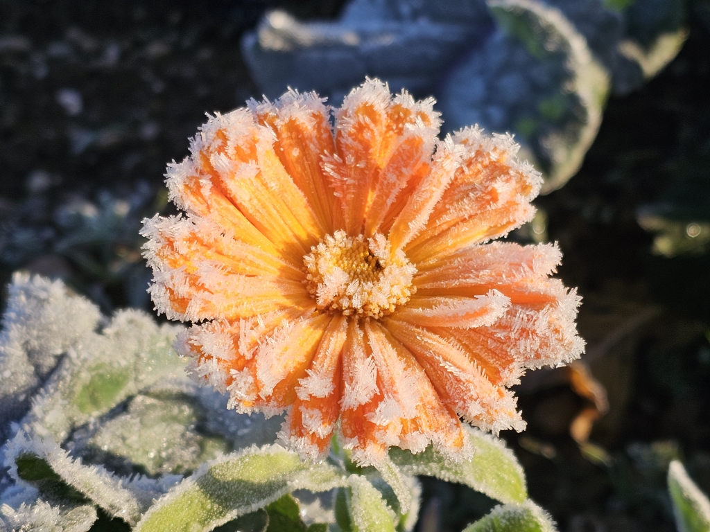 20251118_ringelblume reife feld