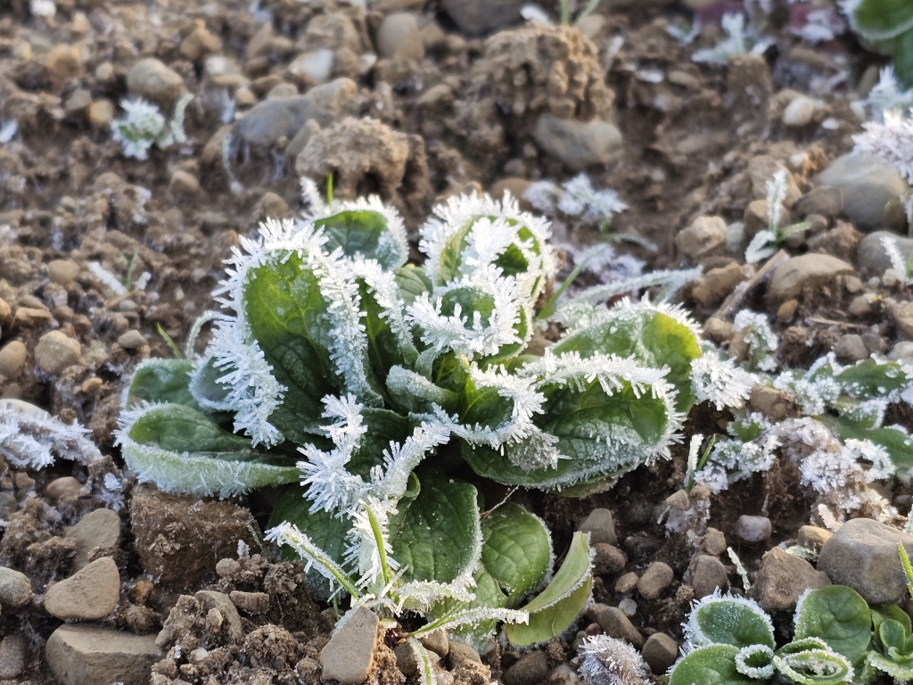 20251119_nüssler feld frost