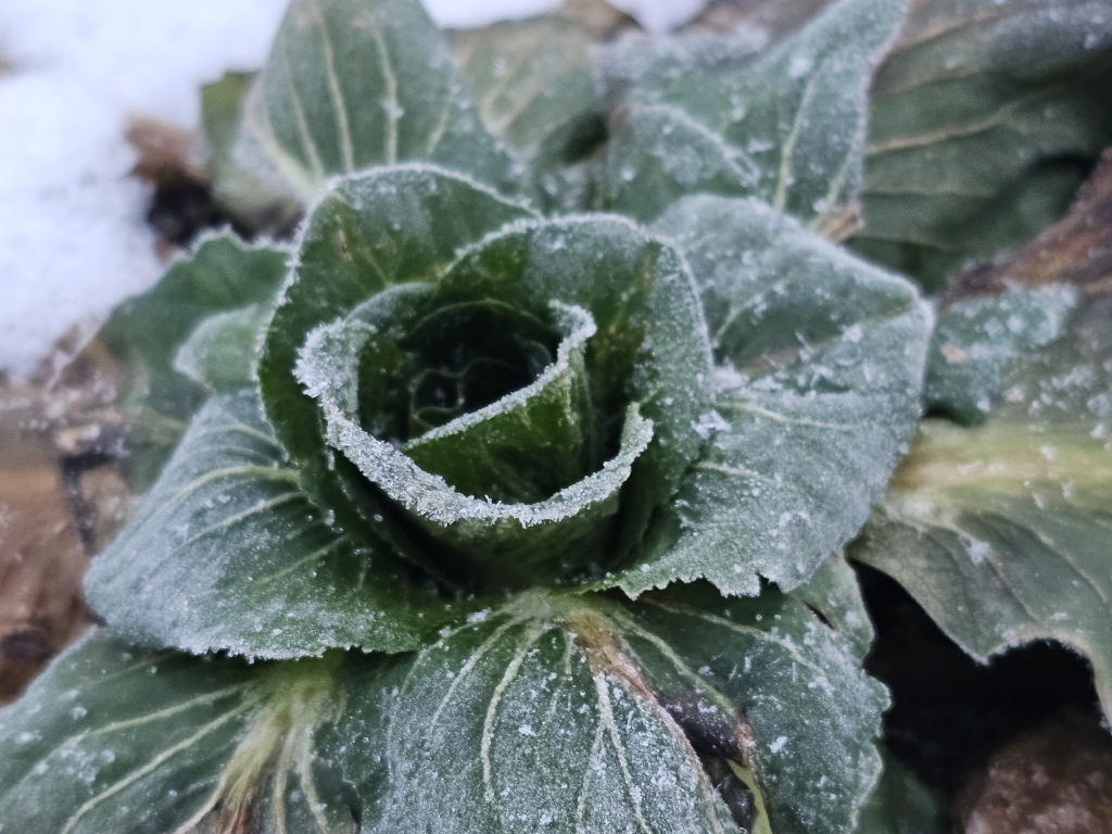 20260112_grumolo rosette frost