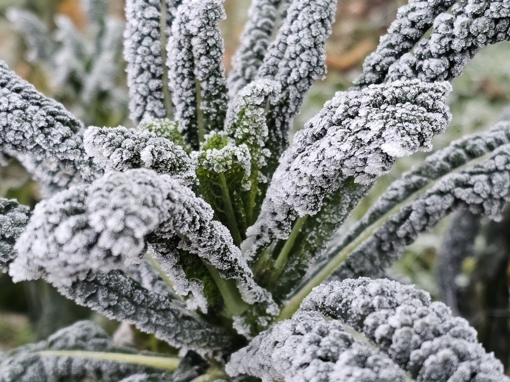 20260121_palmkohl frost nah