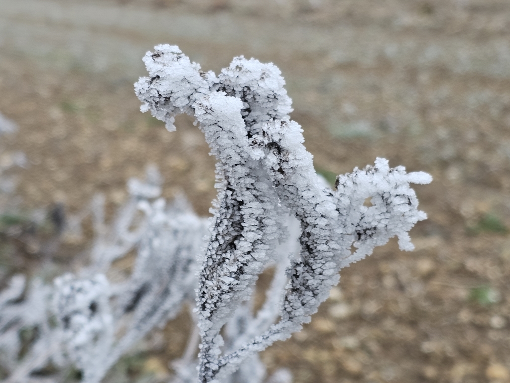 20260121_samenstand frost nah