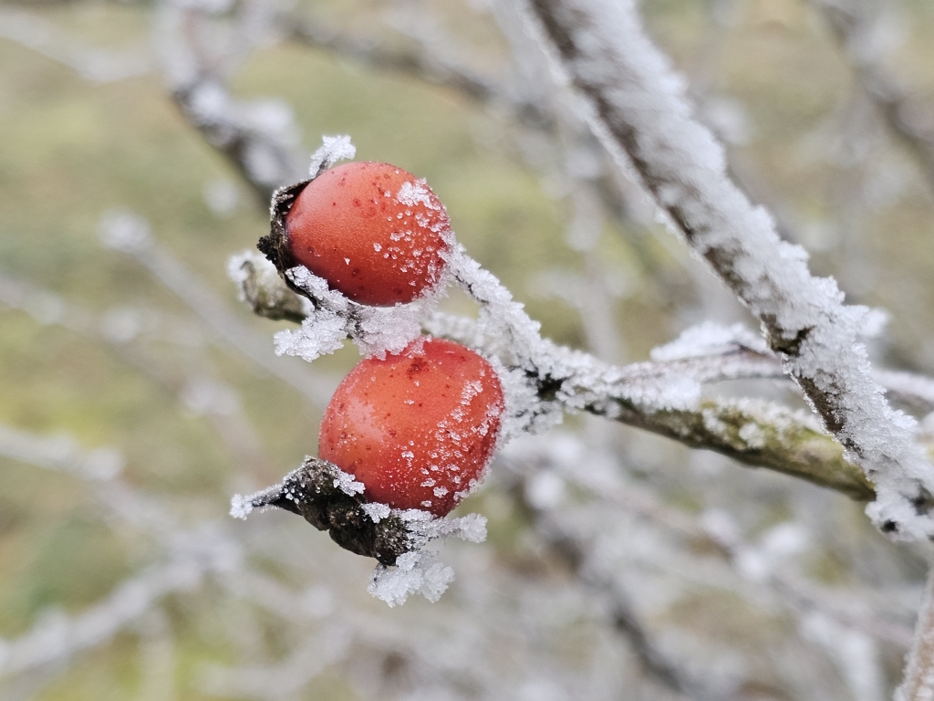 20260122_hagebutte frost