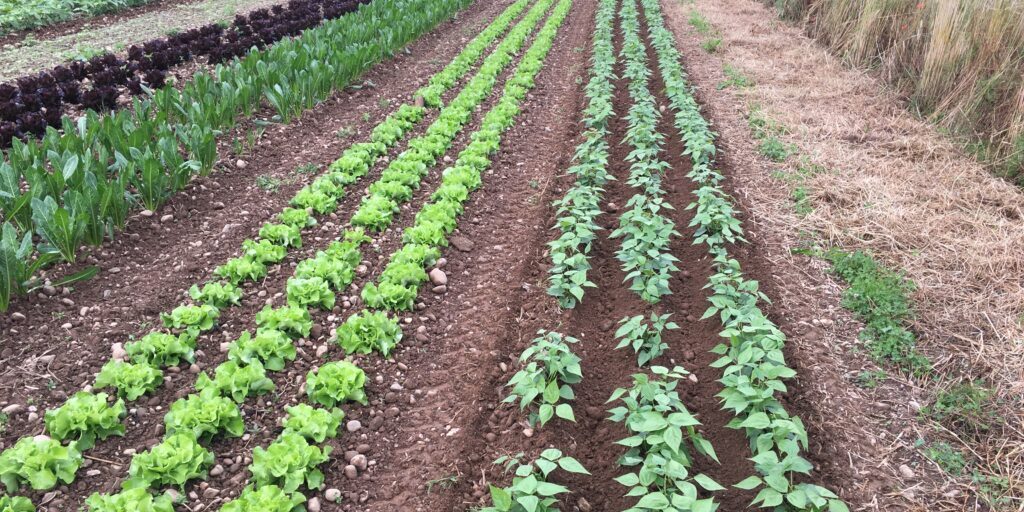 bild_gemüsegärtnerIn