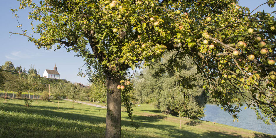 obstgarten apfelbaum
