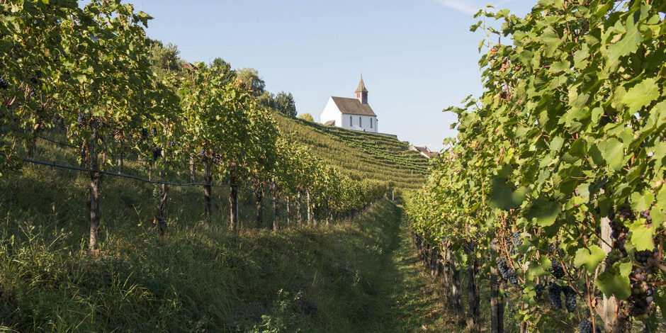 rebberg